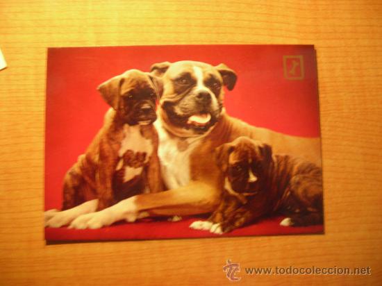 Postais: POSTAL PERROS SIN CIRCULAR