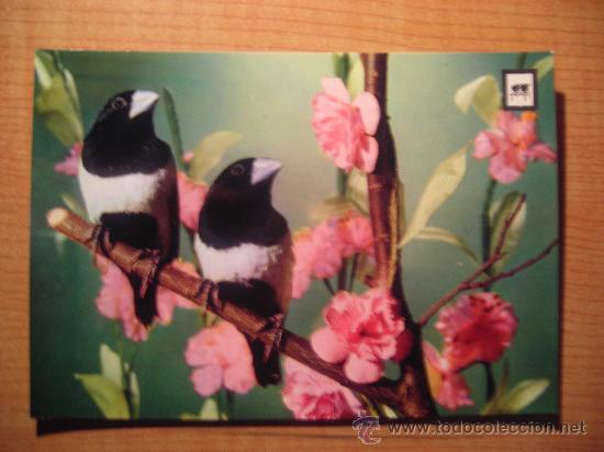 Postais: POSTAL PAJAROS SIN CIRCULAR