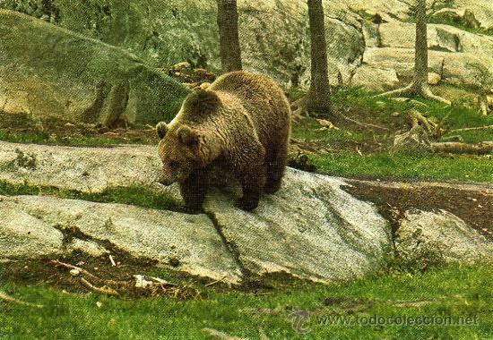 Postais: FAUNA IB&Eacute;RICA OSO EDICIONES SICILIA NUEVA
