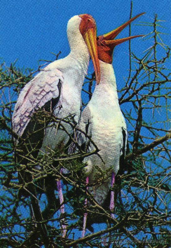 Postales: AFRICAN BIRDS YELLOW BILLED STORKS NUEVA - Foto 1