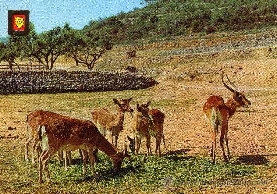 Postais: ANIMALES SALVAJES N&ordm; 24 EDICIONES ESCUDO DE ORO NUEVA