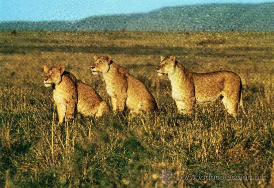 Postais: AFRICAN WILDIFE-LEONES- N&ordm; SS 6 NUEVA