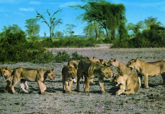 Postcards: AFRICAN WILD LIFE - LION PRIDE LEONES NUEVA