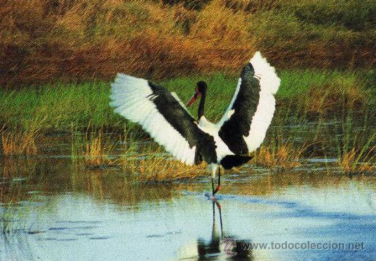 Postais: AFRICAN WILDLIFE - IBIS NUEVA