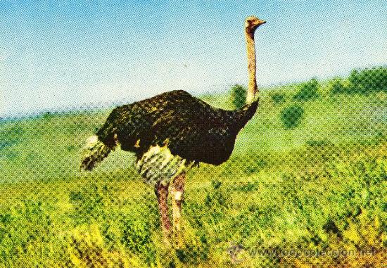 Postais: AFRICAN WILD LIFE - OSTRICH AVESTRUZ NUEVA