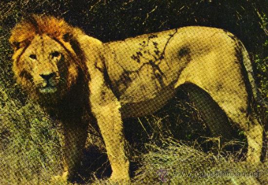 Postcards: AFRICAN WILD LIFE - LION NUEVA