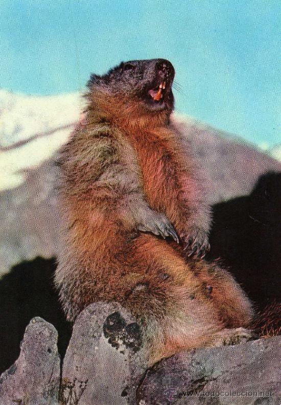 Postais: MARMOTA ALPINA IMPRIM&Eacute; EN ITALIE N&ordm; R. 162/4 ROTALCOLOR NUEVA