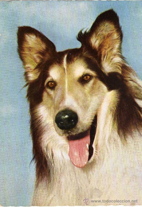 Postais: PERRO ESCRITA SIN CIRCULAR FOTO ULLMANN N&ordm; 5011
