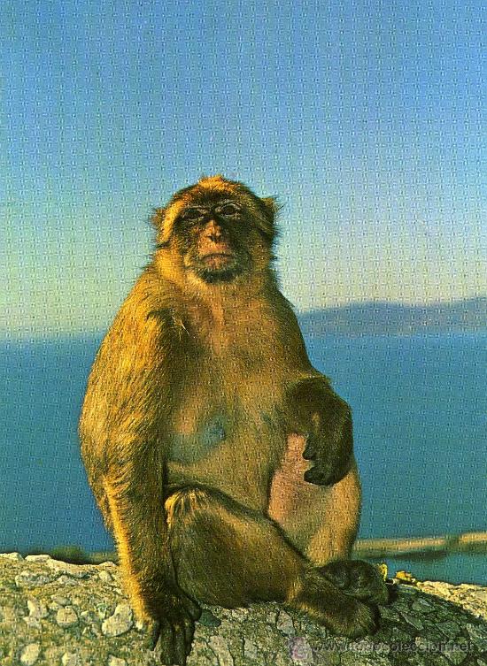 Postais: MACACO DE GIBRALTAR PLASTICHROME N&ordm; P39 NUEVA