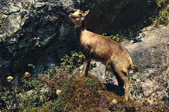 Postales: ISARD CIRCULADA ESCRITA CON SELLO - Foto 1