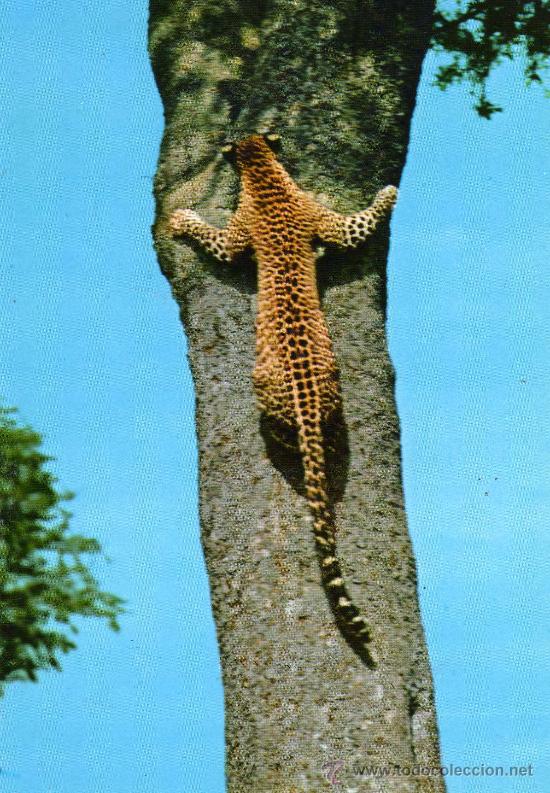 Postais: LEOPARDO AFRICAN WILD LIFE NUEVA