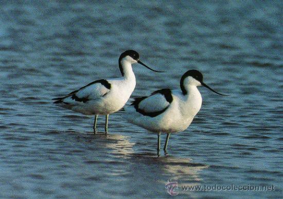 Postales: AVOCETA NUEVA - Foto 1