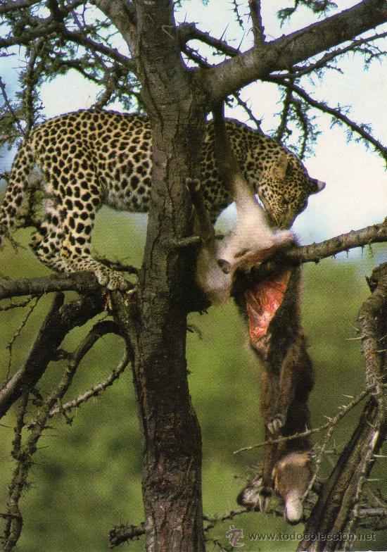 Postais: LEOPARDO KENIA NUEVA