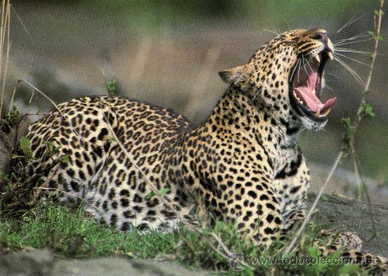 Postais: LEOPARDO KENIA NUEVA