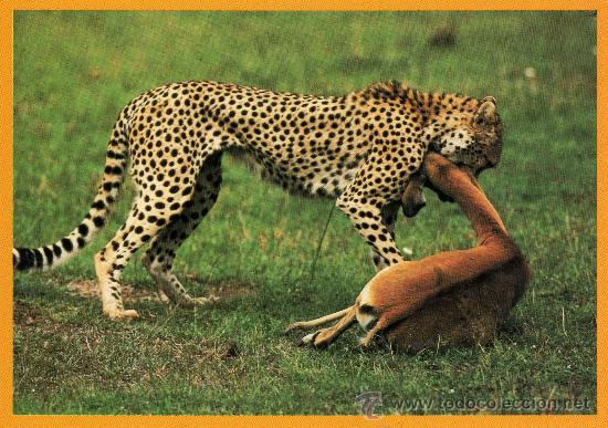 Postais: AFRICAN WILDIFE GUEPARDO WHIT PREY SIN CIRCULAR KENYA