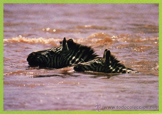 Postais: CEBRAS NUEVA KENYA AFRICAN WILDIFE