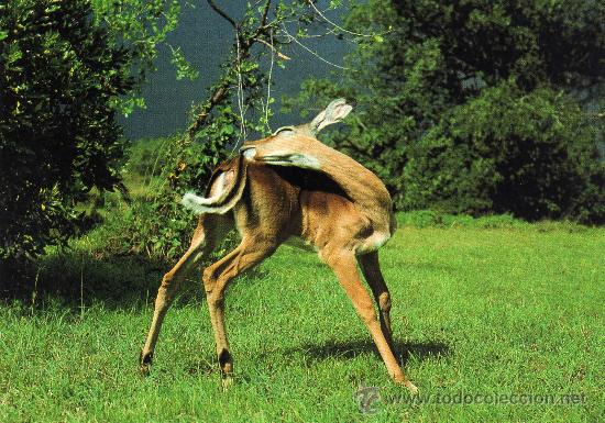Postales: IMPALA KENYA NUEVA - Foto 1