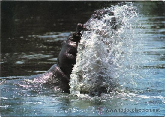 Postcards: HIPOP&Oacute;TAMO KENYA SIN CIRCULAR NUEVA AFRICAN WILDIFE