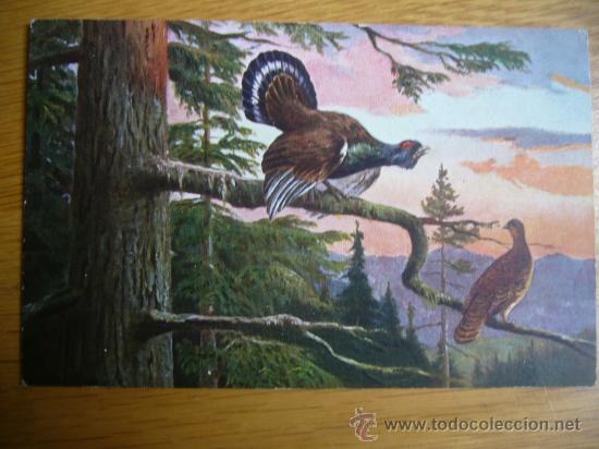 Postais: POSTAL DE AVES SERIE 68 MARCA EGEMES GERMANY A&Ntilde;OS 30/40 SIN CIRCULAR