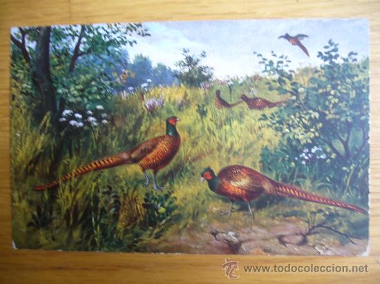 Postais: POSTAL DE AVES SERIE 68 MARCA EGEMES GERMANY A&Ntilde;OS 30/40 SIN CIRCULAR