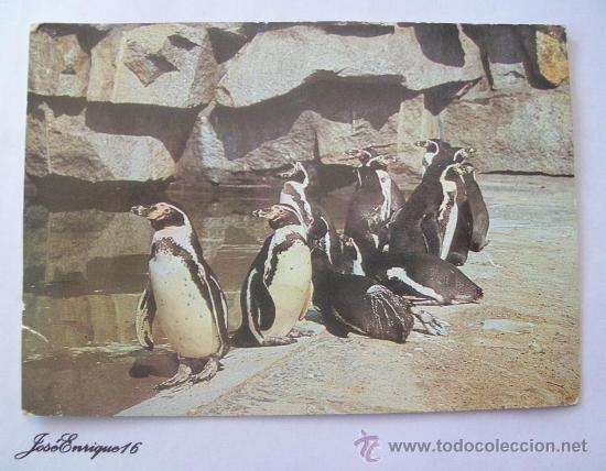 Postais: TIERPARK BERLIN, HUMBOLDTPINGUINE. PING&Uuml;IN. FARBFOTO RUDLOFF.
