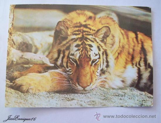 Postais: SIBIRISCHER TIGER. FOTO R. RELY. TIGRE