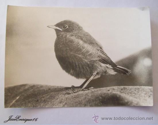 Postkarten: JUNGER HAUSROTSCHWANZ. FOTO RINNHOFER.