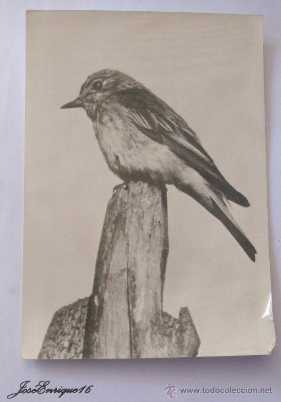 Postais: GRAUSCHN&Auml;PPER. FOTO RINNHOFER.