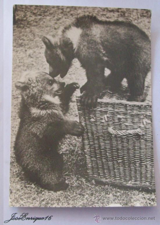 Postkarten: OSOS, BEARS, OURS. FOTO LACHMANN LEPZIG