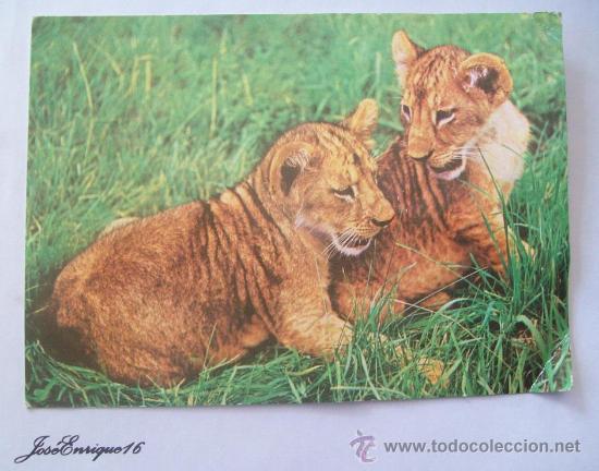 Postais: JUNGE SOMALIL&Ouml;WEN. PEQUE&Ntilde;OS LEONES. LITTLE LION