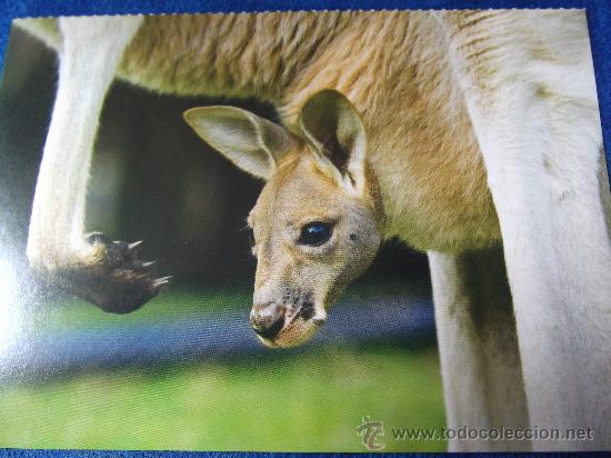 marsupio canguro