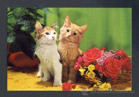 Postales: Postal de animales: gatos (Ed.Vikingo num.2302/2)