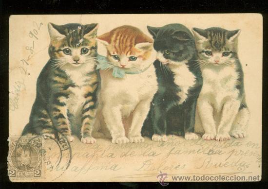 Postales: TARJETA POSTAL DE ANIMALES. - Foto 1