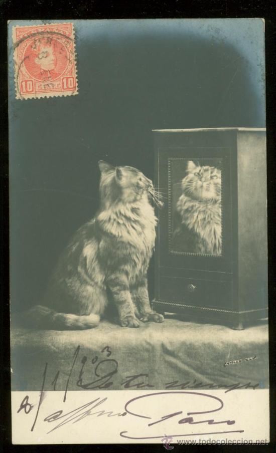 Postales: TARJETA POSTAL DE ANIMALES. - Foto 1