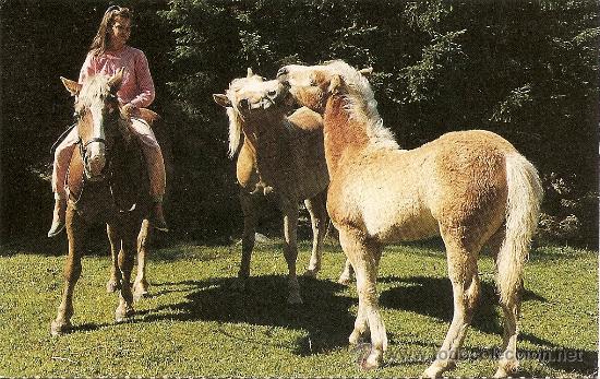 Postais: POSTAL TEMA CABALLOS DE LES FEMMES PR&Eacute;VOYANTES SOCIALISTES SIN CIRCULAR