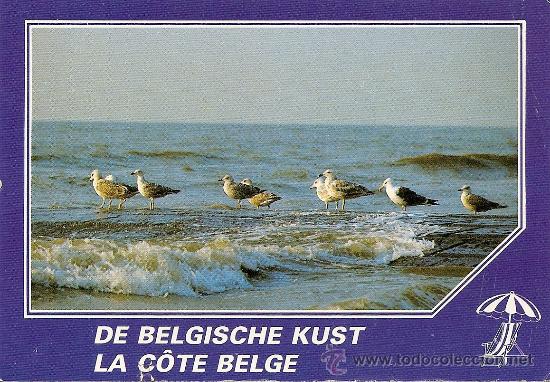 Postais: POSTAL DE GAVIOTAS EN BELGICA