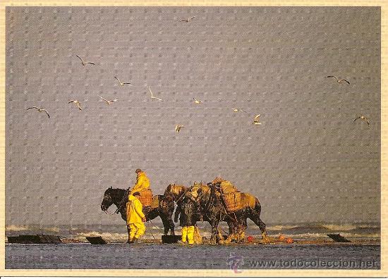 Postais: POSTAL DE CABALLOS EN BELGICA