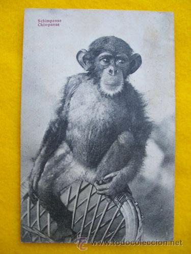 Postais: Antigua Postal : Chimpance. H.Voigt, Monrovia, n&ordm; 26