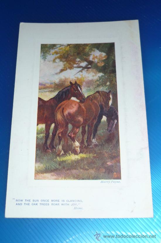 Postais: postal  serie animales
