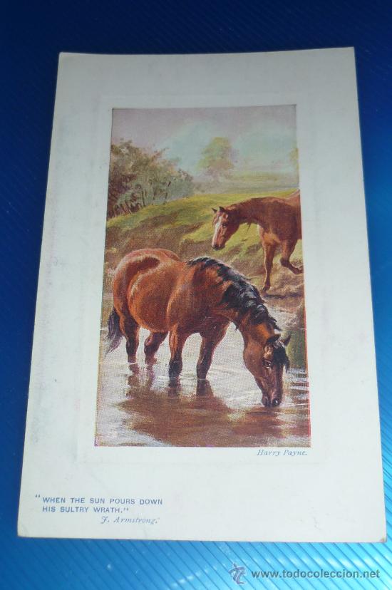 Postais: postal  serie animales