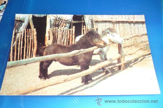Postais: postal  serie animales