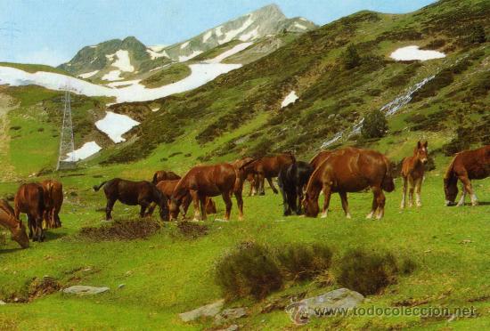 Postais: CABALLOS - EDICIONES CYZ ESCRITA CIRCULADA CON SELLO A&Ntilde;O 1980