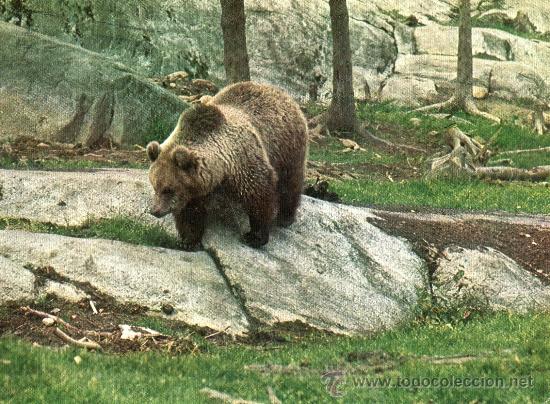 Postais: FAUNA IB&Eacute;RICA URSUS-ARCIOS OSO ESCRITA CIRCULADA CON SELLO EDICIONES SICILIA