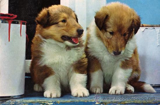 Postais: DOS CACHORRITOS PERROS ESCRITA CIRCULADA SELLO POSTALES VIKINGO