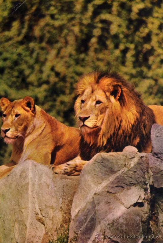 Postais: LEONES N&ordm; 4 ESCRITA CIRCULADA SELLO BERGAS