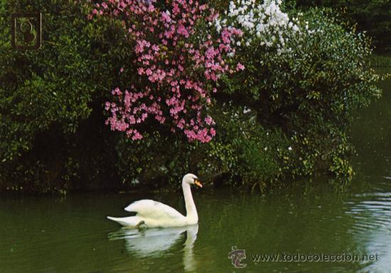 Postais: CISNE POSTALES ESCUDO DE ORO ESCRITA SIN CIRCULAR