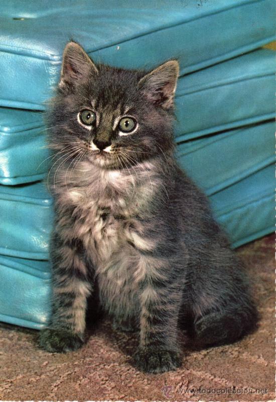 Postais: GATITO ESCRITA CIRCULADA SELLO