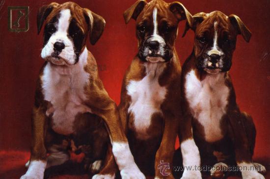 Postais: BOXERS CACHORROS ESCRITA CIRCULADA SELLO COMERCIAL ESCUDO DE ORO
