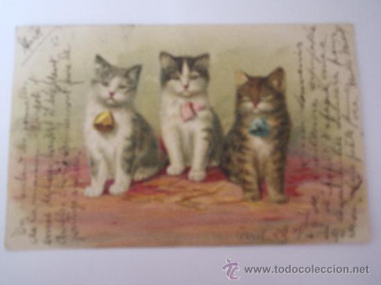 Cartes Postales: POSTAL ANTIGUA GATOS-CARTE POSTALE-FRANCESA CIRCULADA 1903