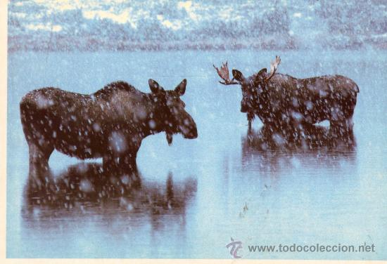 Postais: POSTAL AMERICANA SIN CIRCULAR PAREJA DE ALCES EN ALASKA NUEVA SIN CIRCULAR